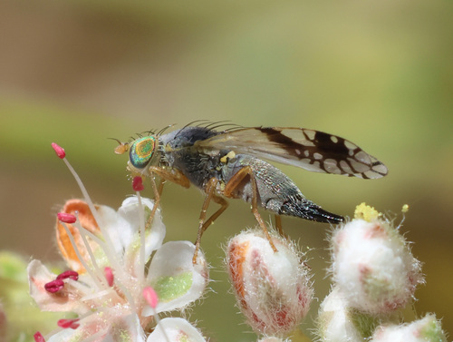 Trupanea femoralis photo 3