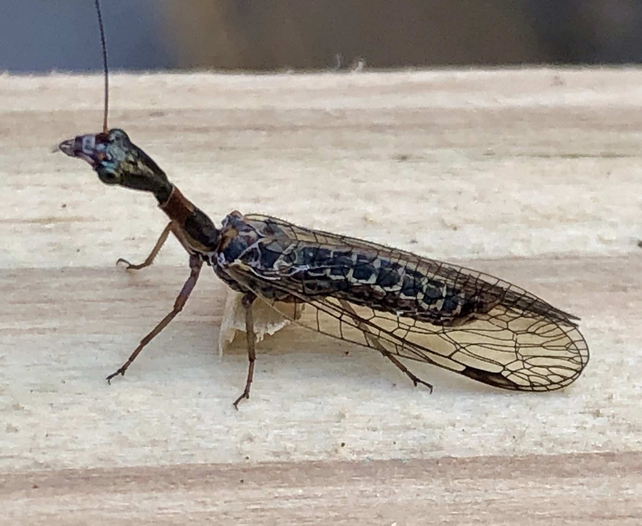 Sheep Bot Fly (NPS National Capital Region True Flies) · iNaturalist