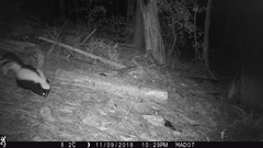 Mephitis mephitis estor