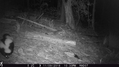 Mephitis mephitis estor