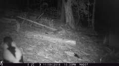 Mephitis mephitis estor