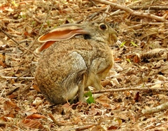 Lepus alleni