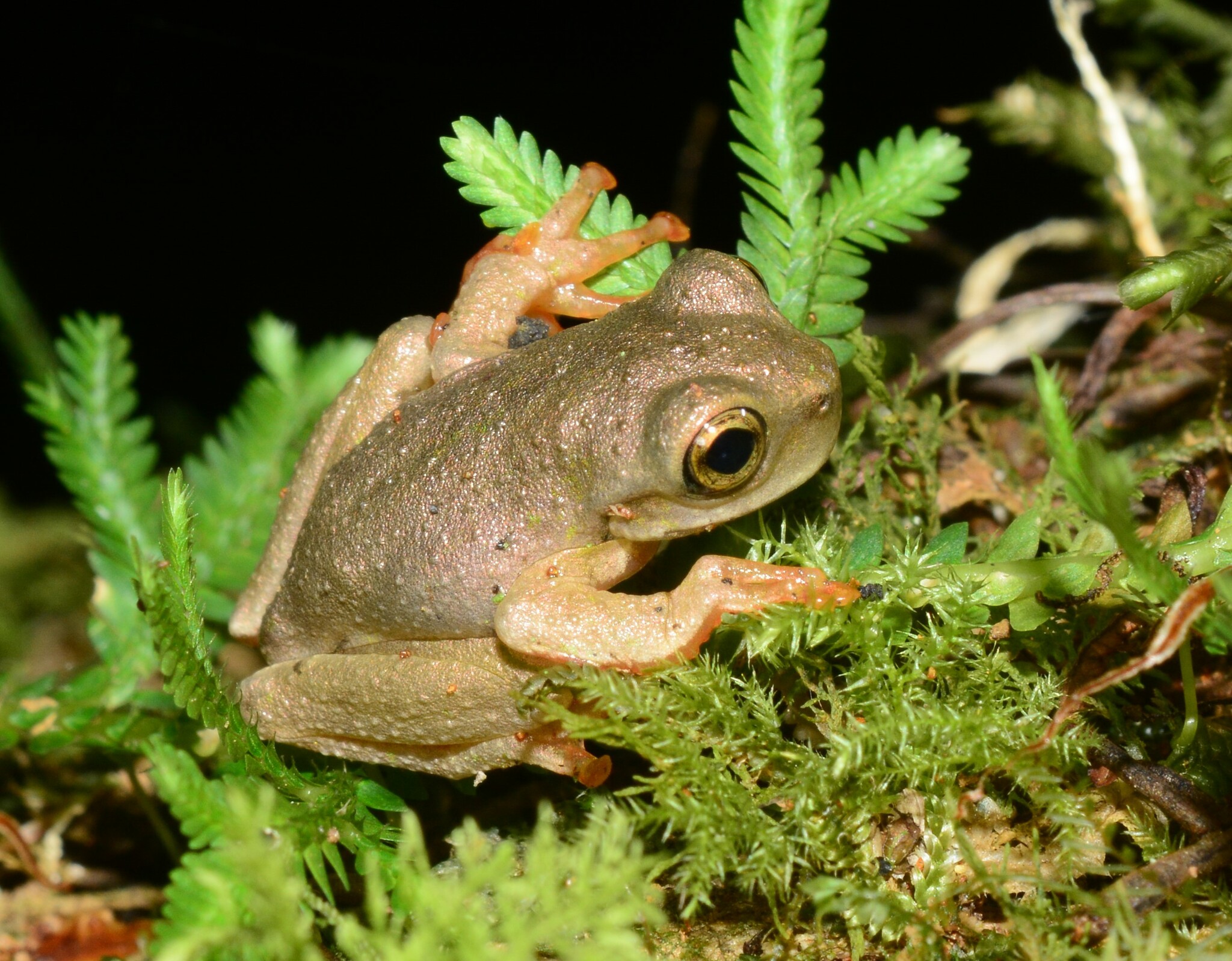 Rio Sananja Spikethumb Frog