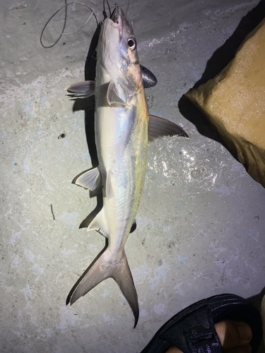 Catfish (Netuma thalassina) — Ariidae — 5
