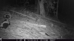 Mephitis mephitis estor