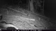 Mephitis mephitis estor