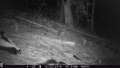 Mephitis mephitis estor