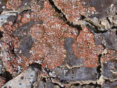 Solorina crocea
