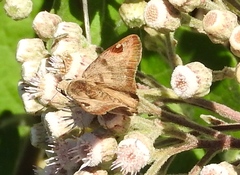 Arteurotia tractipennis tractipennis