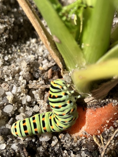 Papilio machaon