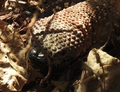 Heloderma horridum