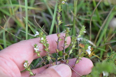 Euphrasia pseudokerneri