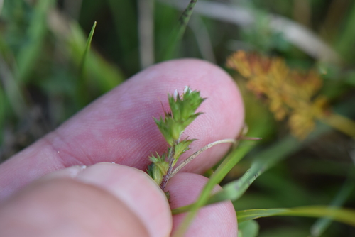Image of Chalk Eyebright by no rights reserved