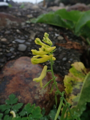 Corydalis balansae