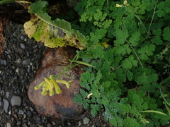 Corydalis balansae