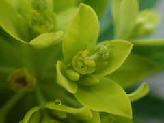 Euphorbia jolkinii