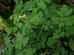 Corydalis balansae