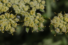 Lomatium dasycarpum