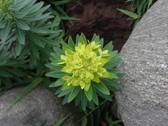Euphorbia jolkinii