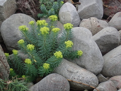 Euphorbia jolkinii