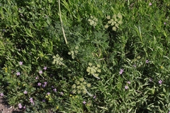 Lomatium dasycarpum