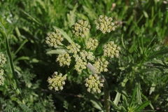 Lomatium dasycarpum
