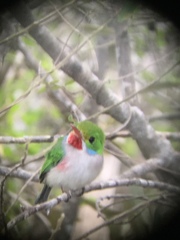 Todus multicolor