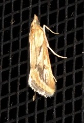 Achyra massalis