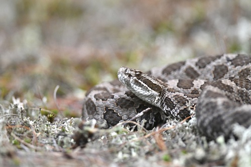 Eastern Massasauga