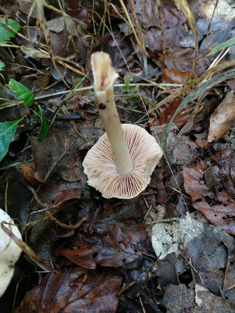 Sacchariolentia