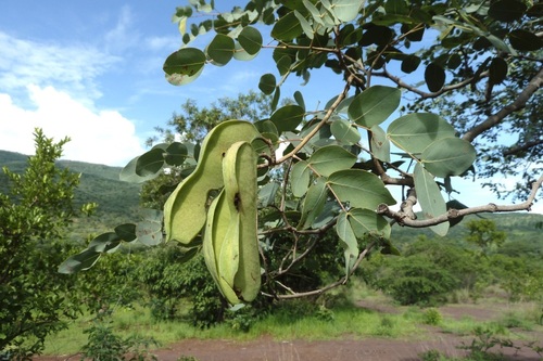 Brachystegia manga