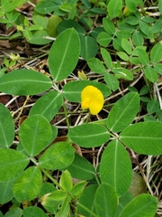 Arachis repens