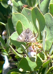 Litocala sexsignata