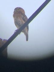 Glaucidium siju