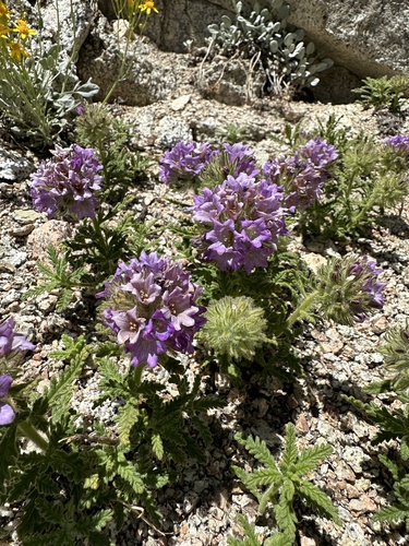 Image of Nama rothrockii by (c) Matt Berger, some rights reserved (CC BY)