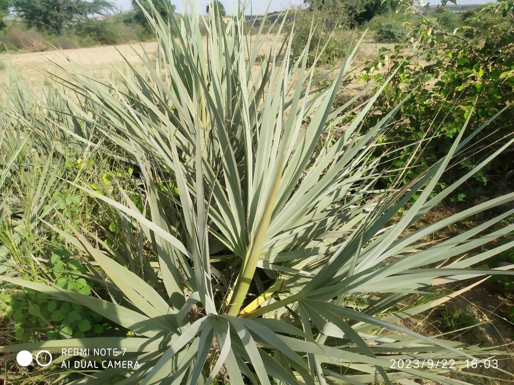 Nannorrhops ritchieana
