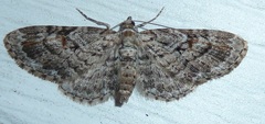 Eupithecia graefii