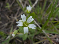 Cerastium brachypodum