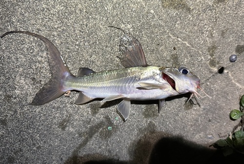 Goudmeerval (Chrysichthys auratus) — Claroteidae — 2