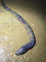 Amphiuma tridactylum