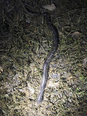 Amphiuma tridactylum