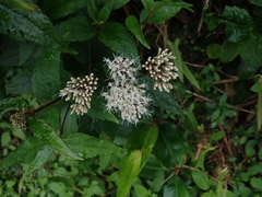 Eupatorium kiirunense