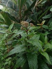 Eupatorium kiirunense