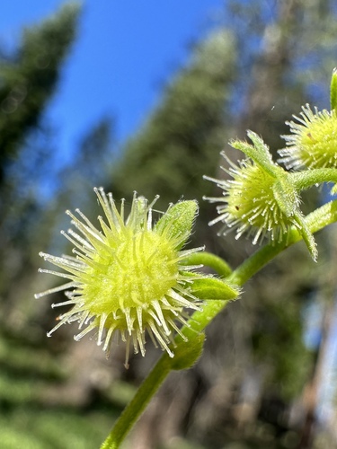 Image of Hackelia californica by (c) Matt Berger, some rights reserved (CC BY)