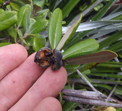 Pittosporum serpentinum