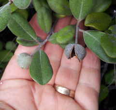 Pittosporum serpentinum