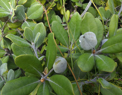 Pittosporum serpentinum