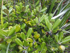 Pittosporum serpentinum
