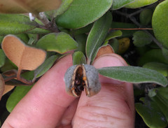 Pittosporum serpentinum