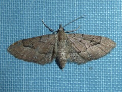 Eupithecia unicolor